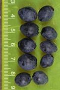 Caucasian whortleberry